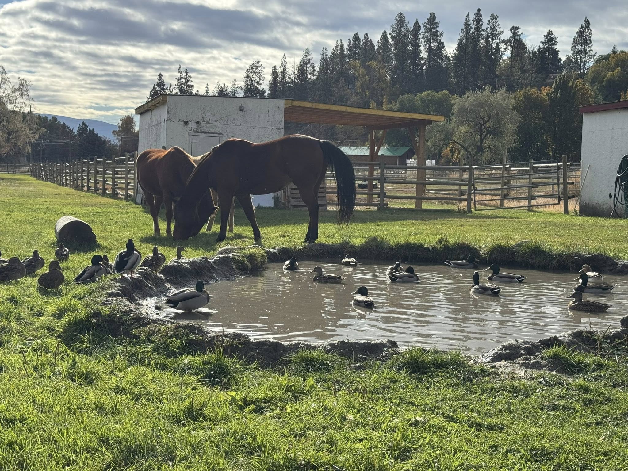 Two horses eat grass on at a farm beside a pond full of mallard ducks.