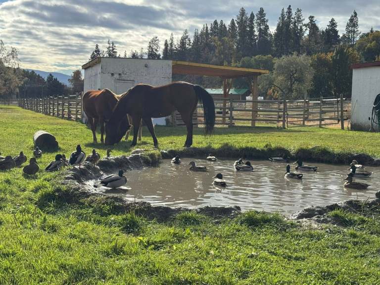 Two horses eat grass on at a farm beside a pond full of mallard ducks.