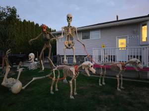 Giant skeletons are staged on a front lawn walking two skeleton dogs with orange chains for leashes.