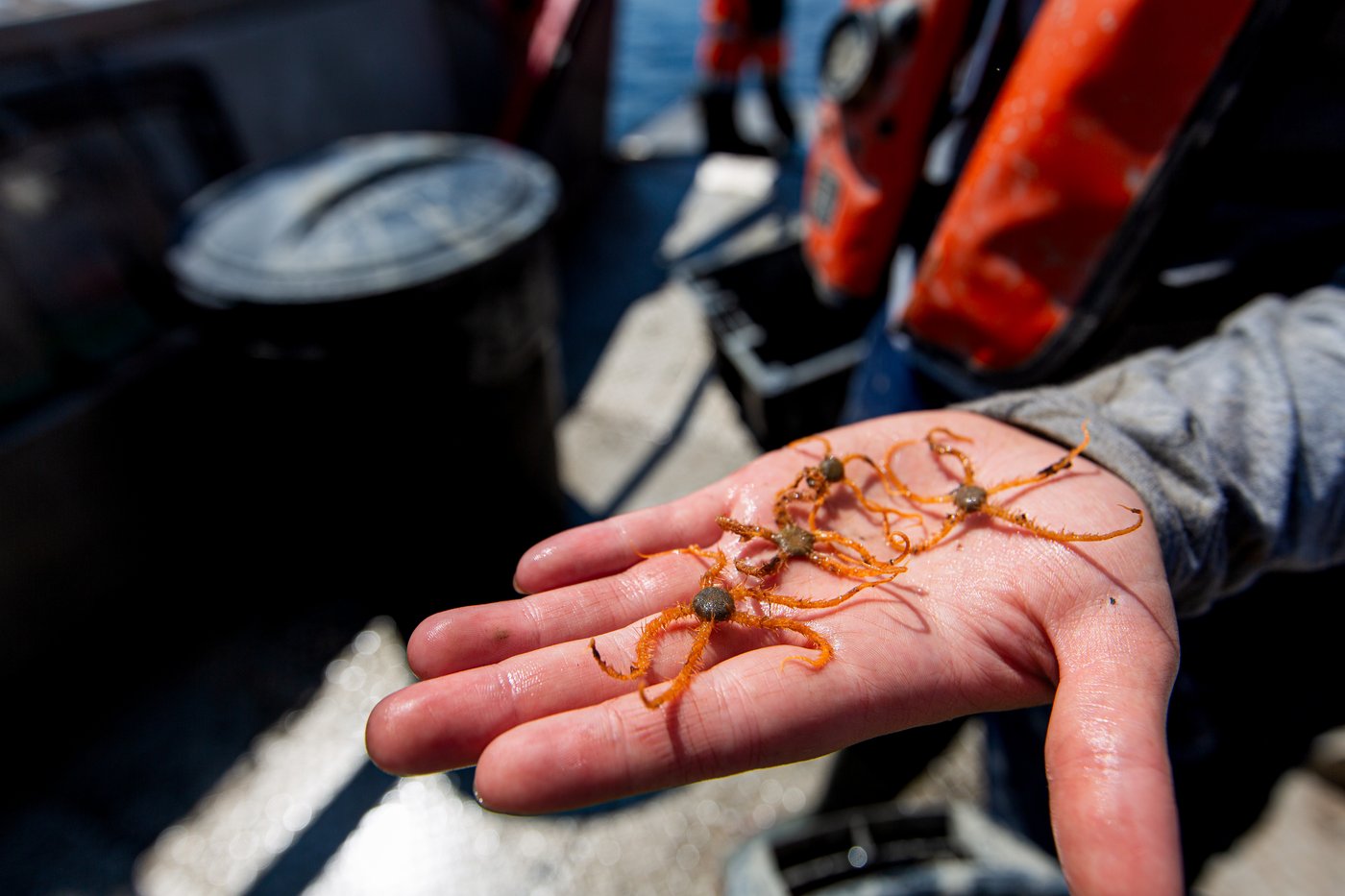 Making mud sexy: Scientists search for climate change answers in Quebec sea floor | iNFOnews.ca