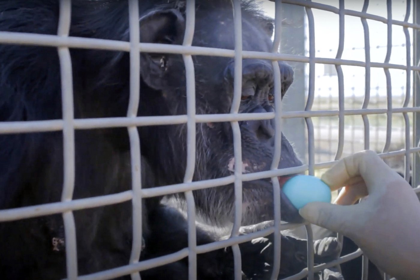 Retired research chimps to be moved from New Mexico to a Louisiana sanctuary | iNFOnews.ca Retired research chimps to be moved from New Mexico to a Louisiana sanctuary | iNFOnews.ca
