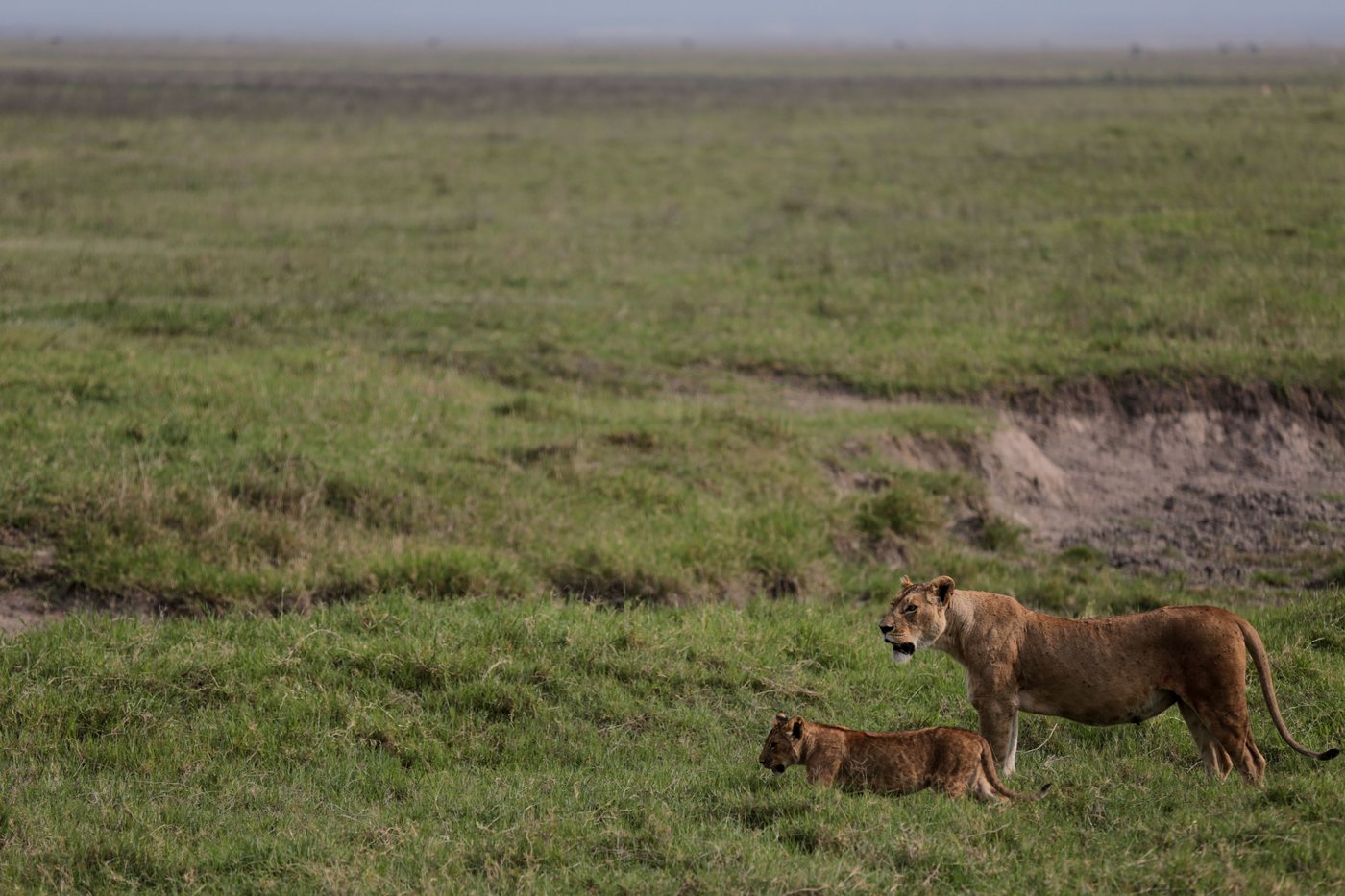 Poisoning suspected in deaths of 10 lions in Tanzania conservation area | iNFOnews.ca Poisoning suspected in deaths of 10 lions in Tanzania conservation area | iNFOnews.ca