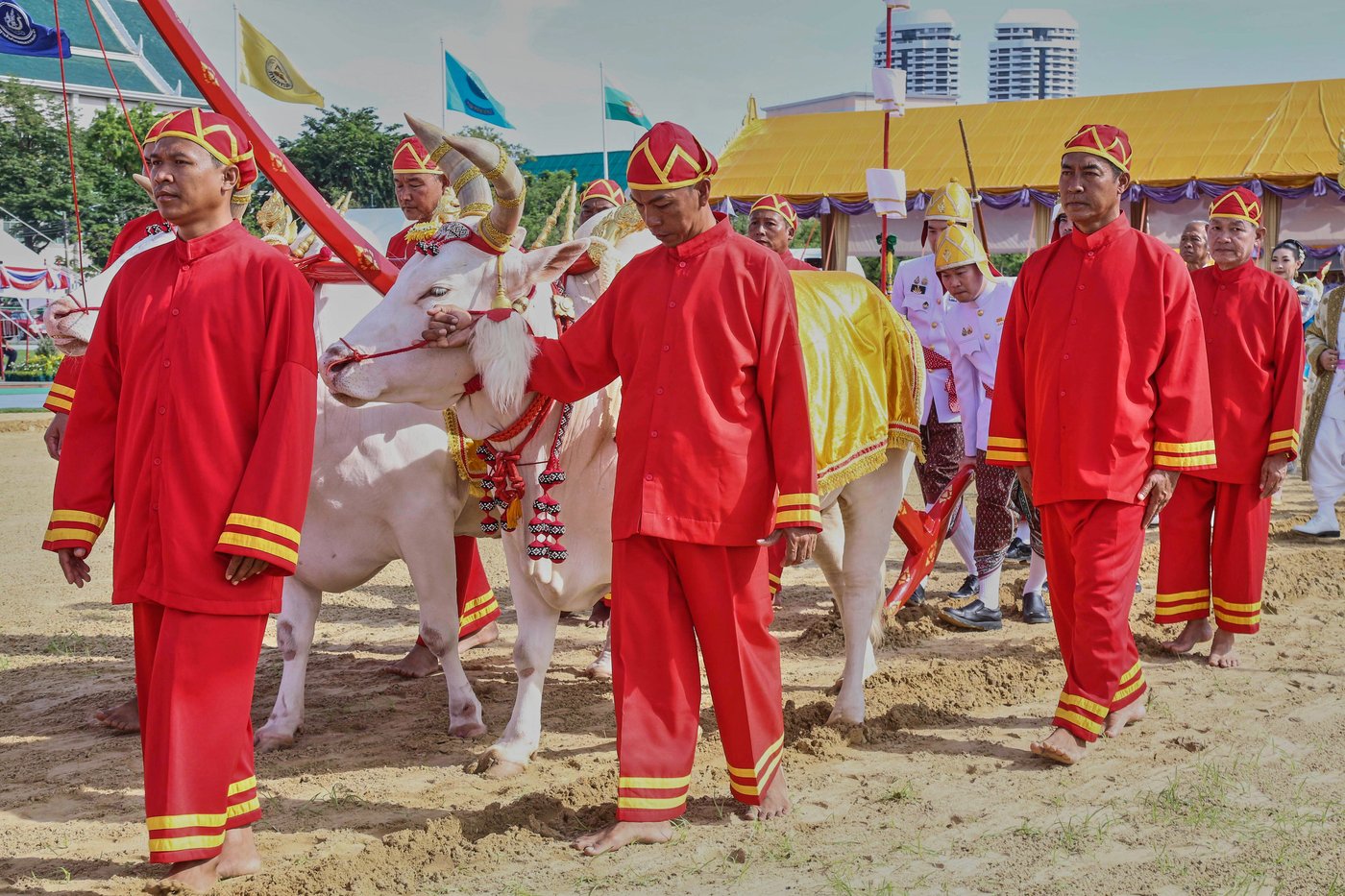 An elaborate centuries-old royal ritual in Thailand's capital predicts a good year for farmers | iNFOnews.ca An elaborate centuries-old royal ritual in Thailand's capital predicts a good year for farmers | iNFOnews.ca