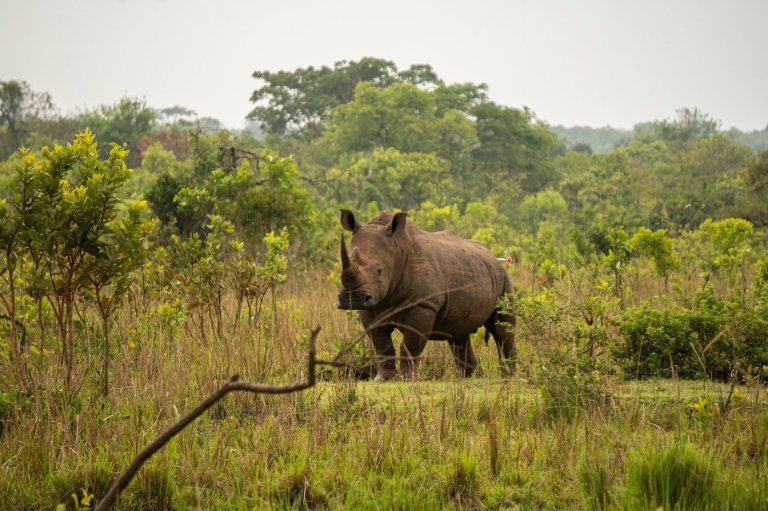 Uganda reintroduces rhinos into a protected area where they have been extinct since 1983 | iNFOnews.ca