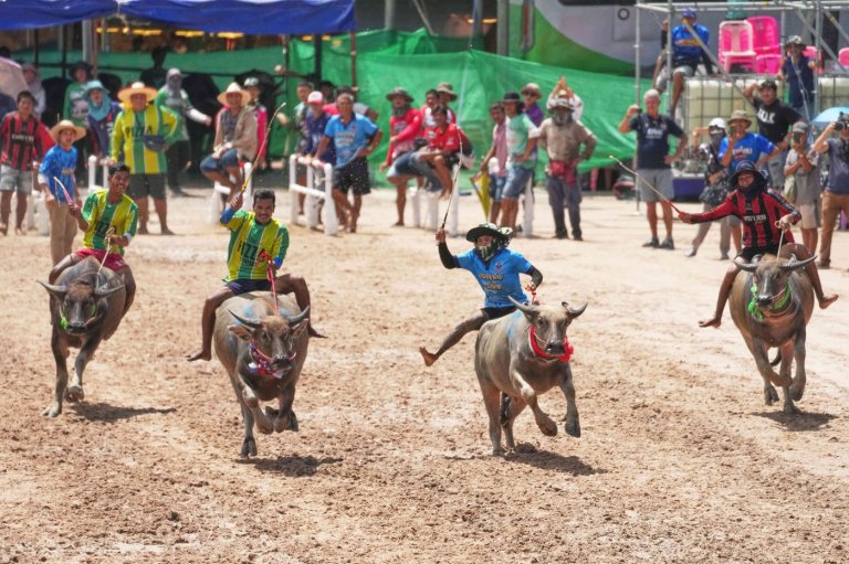 Photos show a water buffalo festival in Thailand at the start of harvest season | iNFOnews.ca
