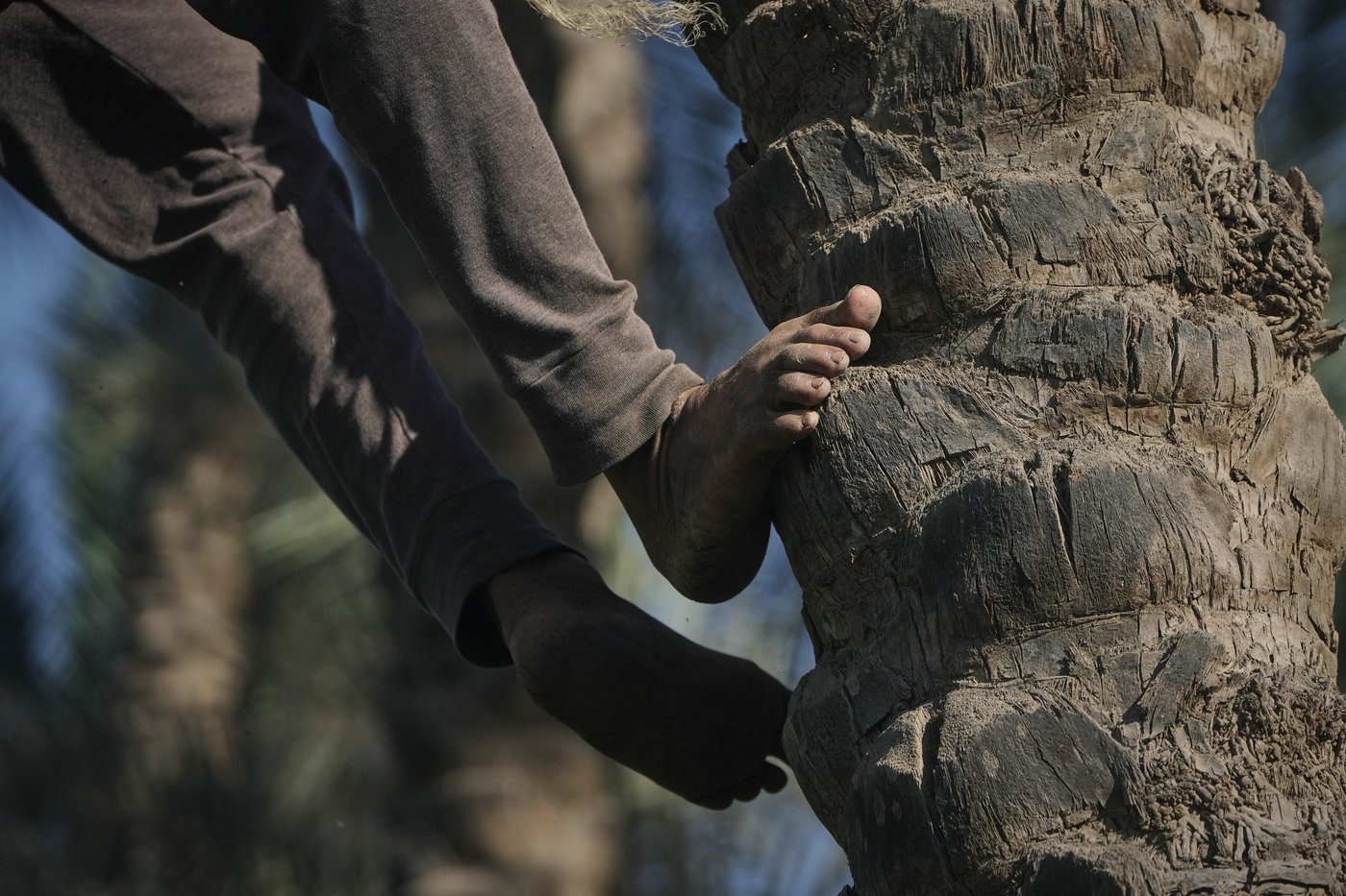 Photos capture the date harvest in an Egyptian village near Cairo | iNFOnews.ca