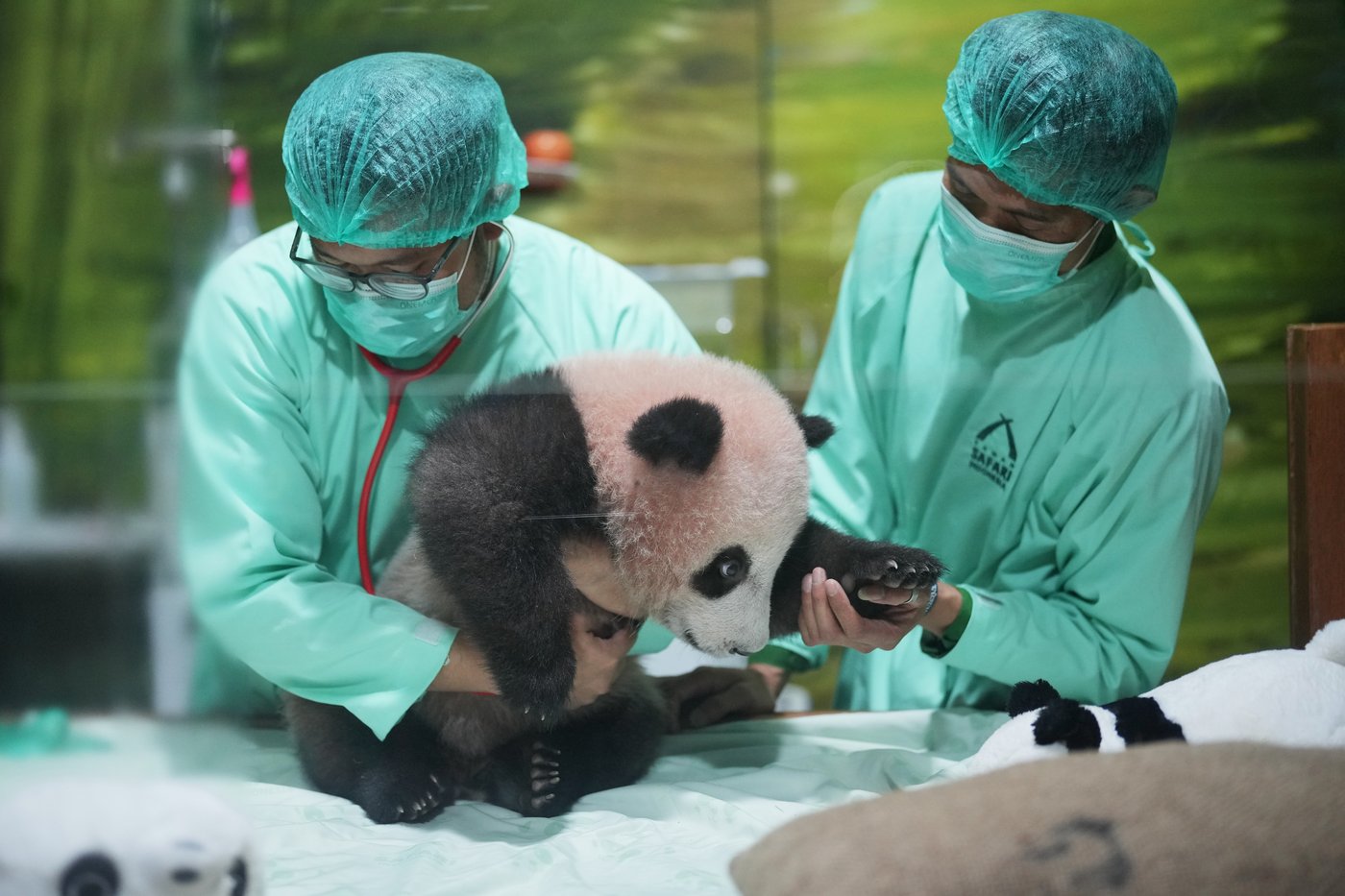 Indonesia's first giant panda cub, Rio, is growing and healthy before his public debut | iNFOnews.ca Indonesia's first giant panda cub, Rio, is growing and healthy before his public debut | iNFOnews.ca