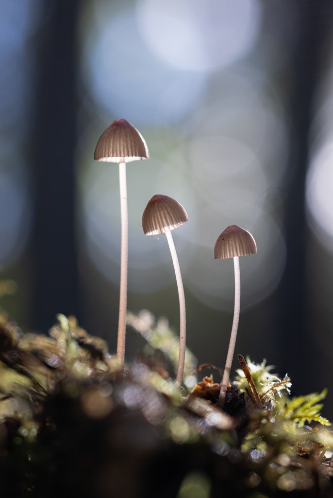iN PHOTOS: Vernon photographer zooms in on miniature world of mushrooms | iNFOnews.ca iN PHOTOS: Vernon photographer zooms in on miniature world of mushrooms | iNFOnews.ca