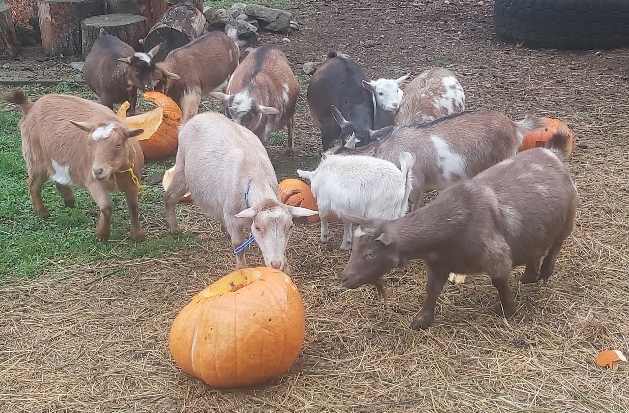 Goats nibble on jack-o-lanterns outside on a farm.