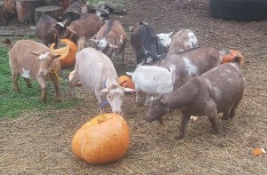 Goats nibble on jack-o-lanterns outside on a farm.