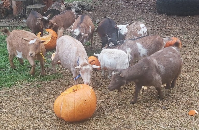 Goats nibble on jack-o-lanterns outside on a farm.