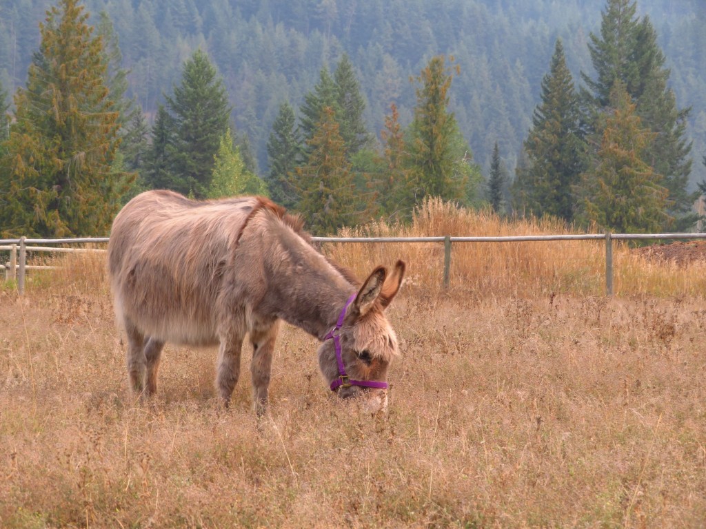 iN PHOTOS: Rescued senior donkeys in Shuswap need support as winter approaches | iNFOnews.ca