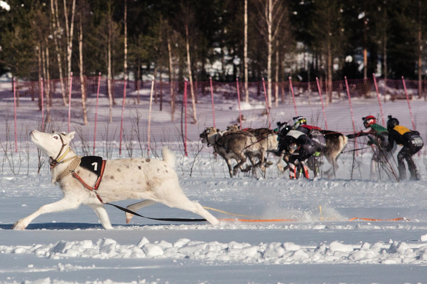Photos show Salla Porocup reindeer sprint racing event in Finland | iNFOnews.ca