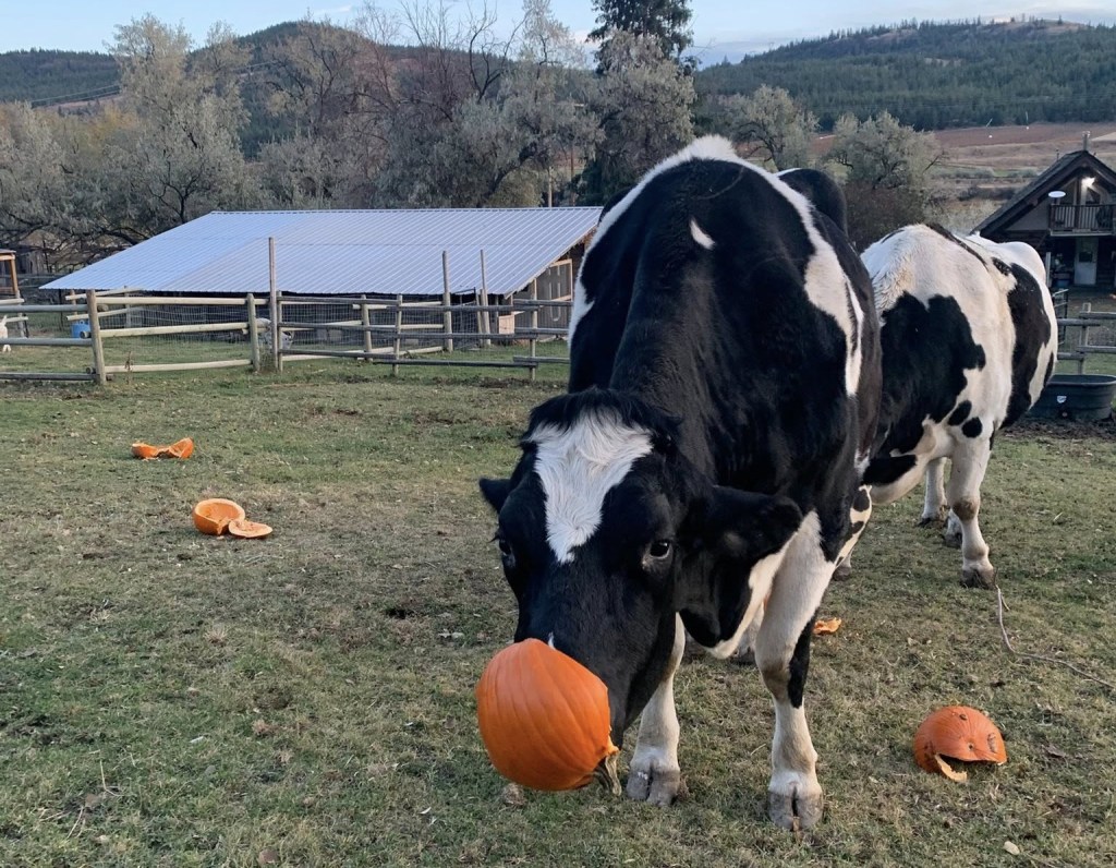 iN PHOTOS: Farm animals love donated pumpkins in Okanagan, Kamloops | iNFOnews.ca iN PHOTOS: Farm animals love donated pumpkins in Okanagan, Kamloops | iNFOnews.ca