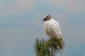 A red-tailed hawk with leucism perches on the top of a pine tree.