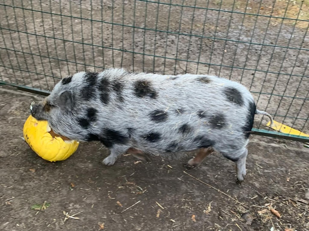 iN PHOTOS: Farm animals love donated pumpkins in Okanagan, Kamloops | iNFOnews.ca iN PHOTOS: Farm animals love donated pumpkins in Okanagan, Kamloops | iNFOnews.ca