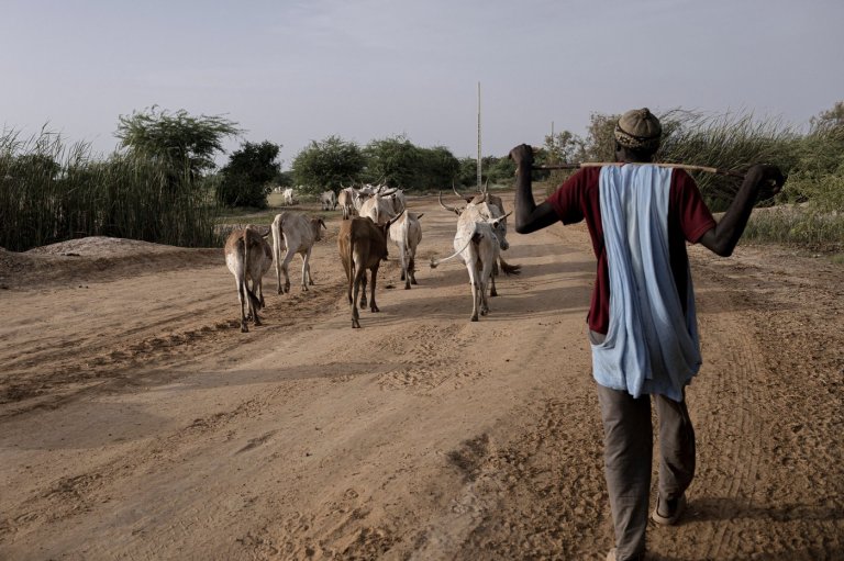 In Senegal, climate change is adding to historic tension between farmers and herders | iNFOnews.ca