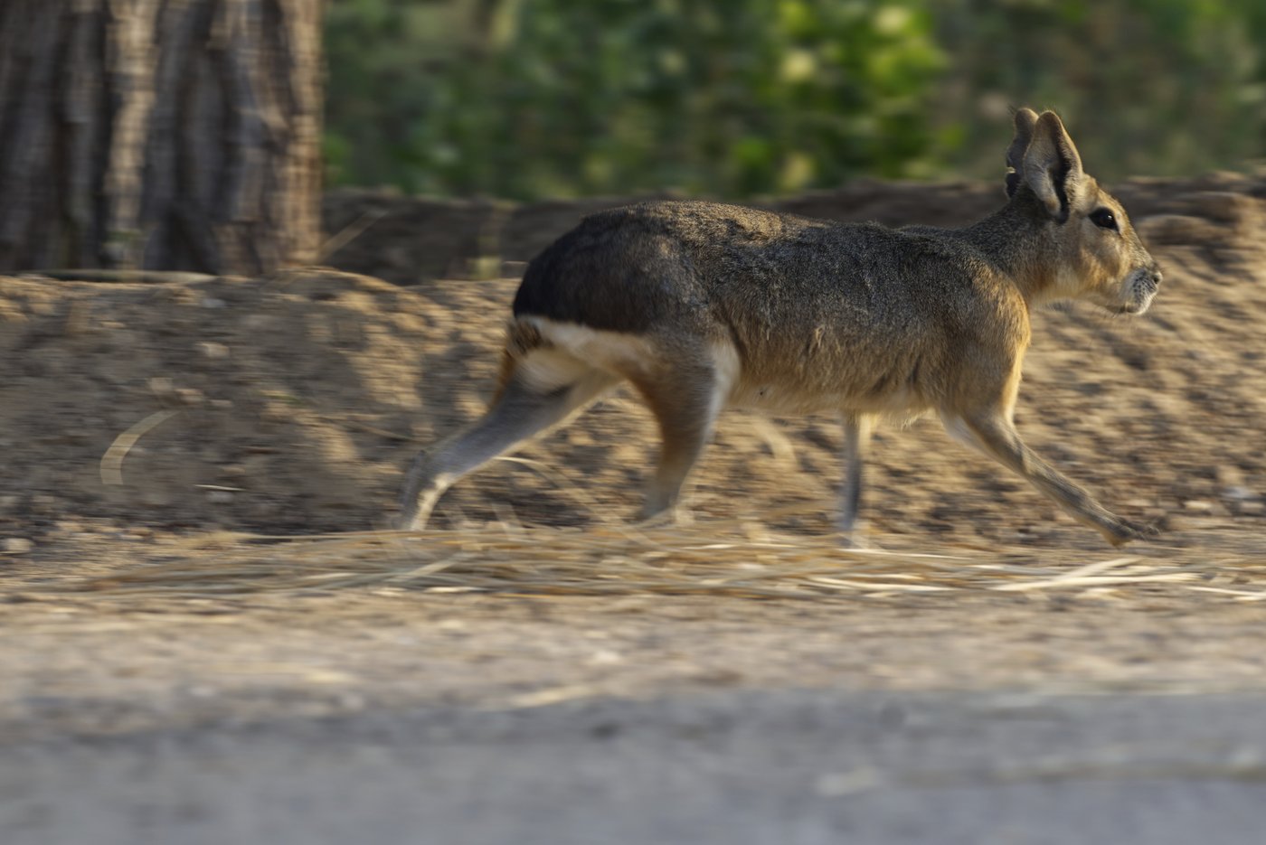 A desert oasis outside of Dubai draws a new caravan: A family of rodents from Argentina | iNFOnews.ca