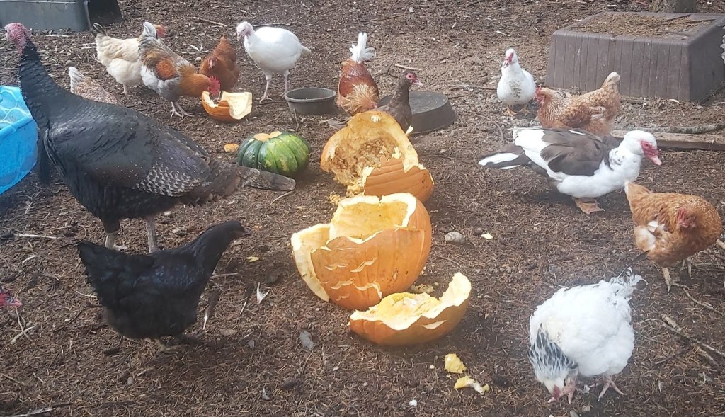 iN PHOTOS: Farm animals love donated pumpkins in Okanagan, Kamloops | iNFOnews.ca iN PHOTOS: Farm animals love donated pumpkins in Okanagan, Kamloops | iNFOnews.ca