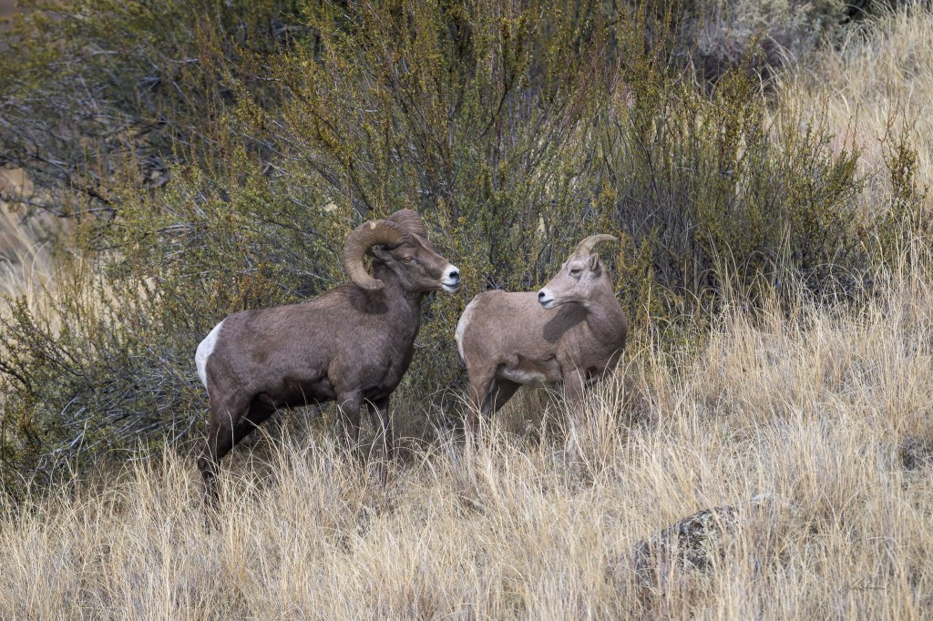 iN PHOTOS: The courtship behaviour of bighorn rams in Okanagan, Kamloops | iNFOnews.ca iN PHOTOS: The courtship behaviour of bighorn rams in Okanagan, Kamloops | iNFOnews.ca