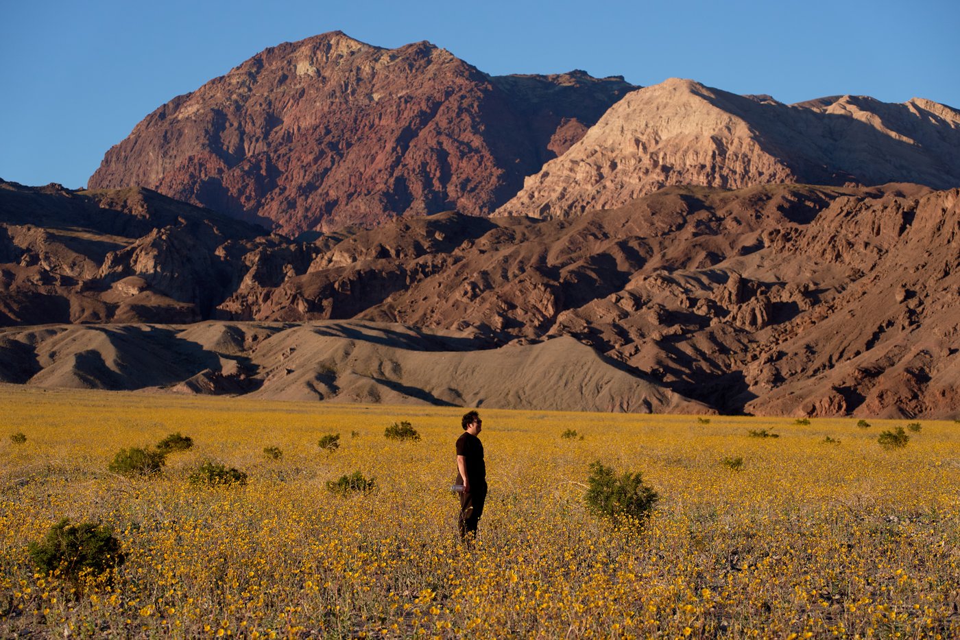 Wildflowers are blooming in the driest place in North America - but not for long | iNFOnews.ca