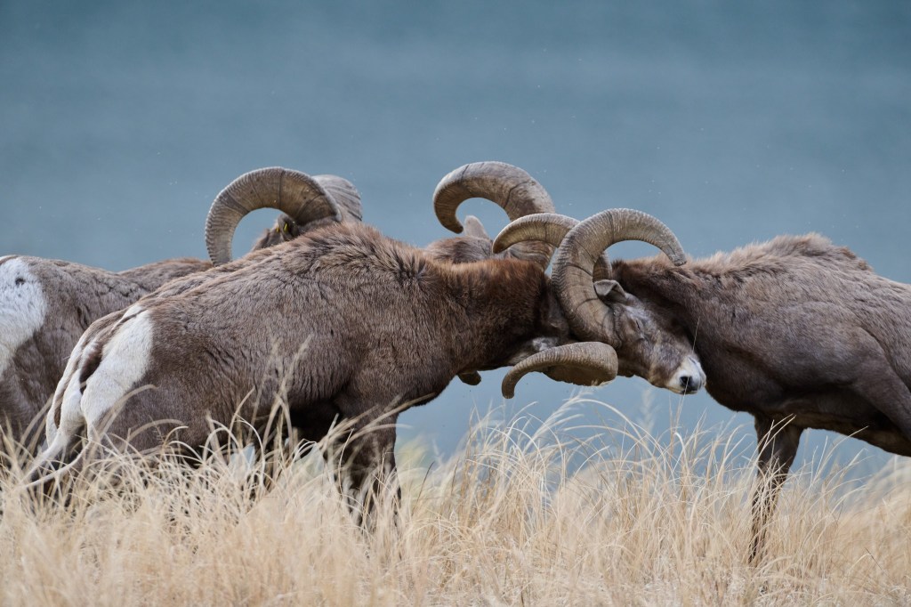 iN PHOTOS: The courtship behaviour of bighorn rams in Okanagan, Kamloops | iNFOnews.ca iN PHOTOS: The courtship behaviour of bighorn rams in Okanagan, Kamloops | iNFOnews.ca