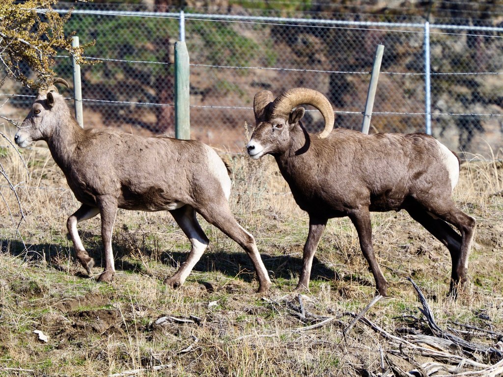iN PHOTOS: The courtship behaviour of bighorn rams in Okanagan, Kamloops | iNFOnews.ca iN PHOTOS: The courtship behaviour of bighorn rams in Okanagan, Kamloops | iNFOnews.ca