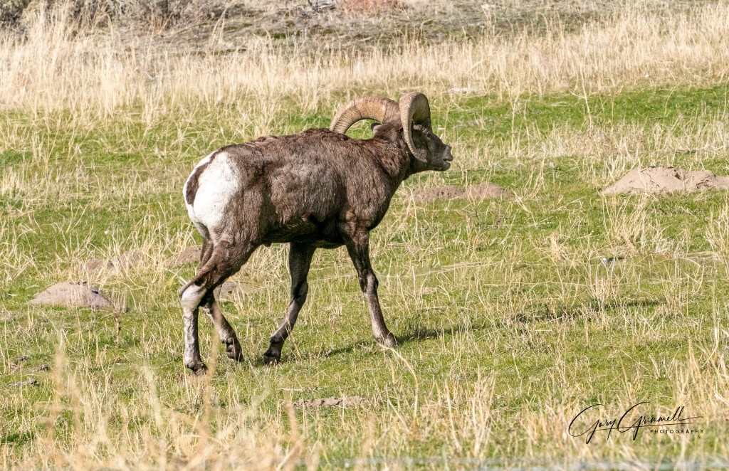 iN PHOTOS: The courtship behaviour of bighorn rams in Okanagan, Kamloops | iNFOnews.ca iN PHOTOS: The courtship behaviour of bighorn rams in Okanagan, Kamloops | iNFOnews.ca