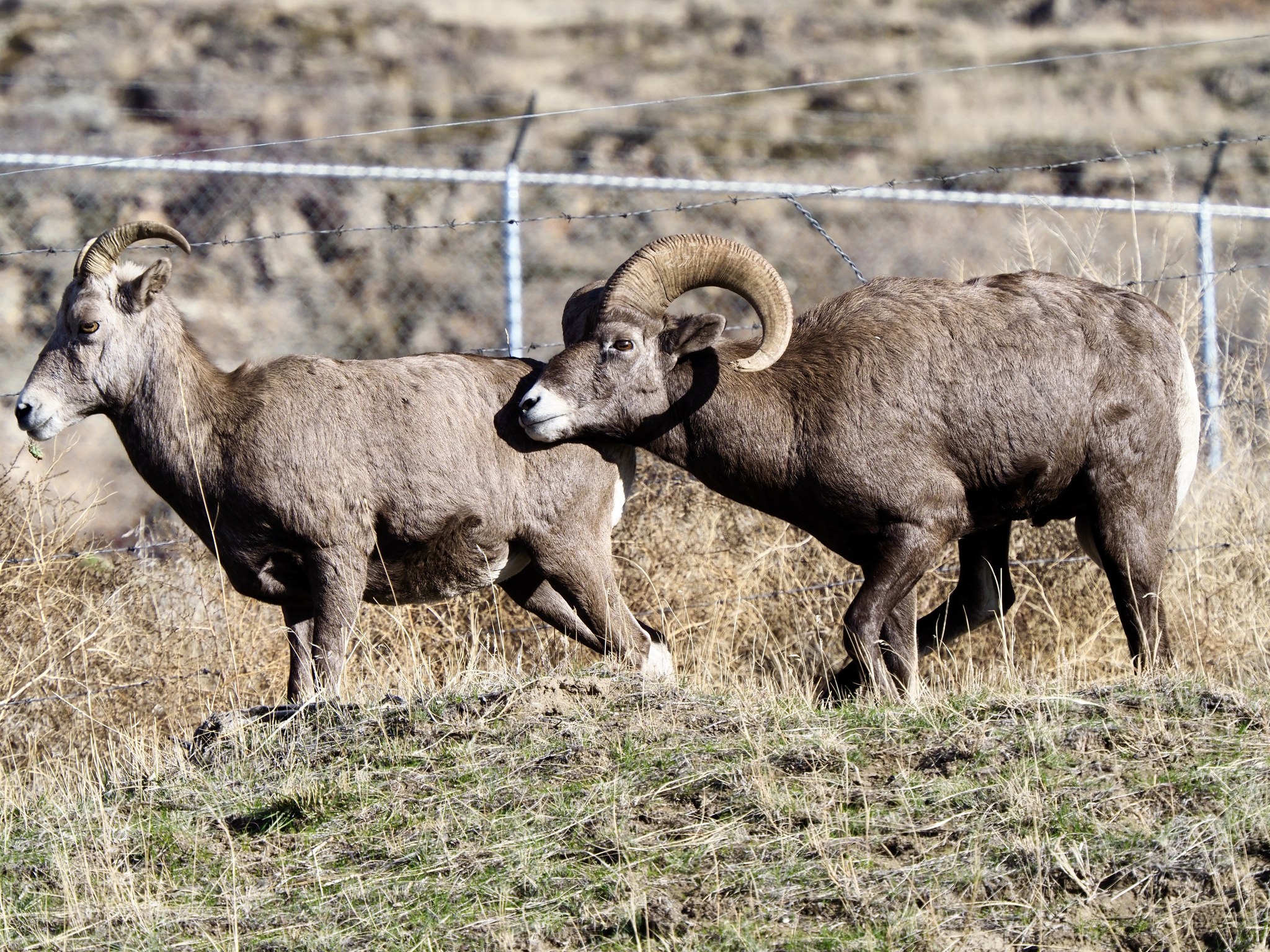 A bighorn ram with long curled horns presses his face against the back of a ewe.