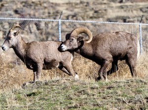 A bighorn ram with long curled horns presses his face against the back of a ewe.