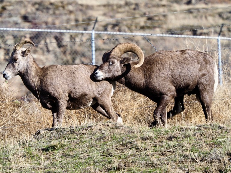 A bighorn ram with long curled horns presses his face against the back of a ewe.
