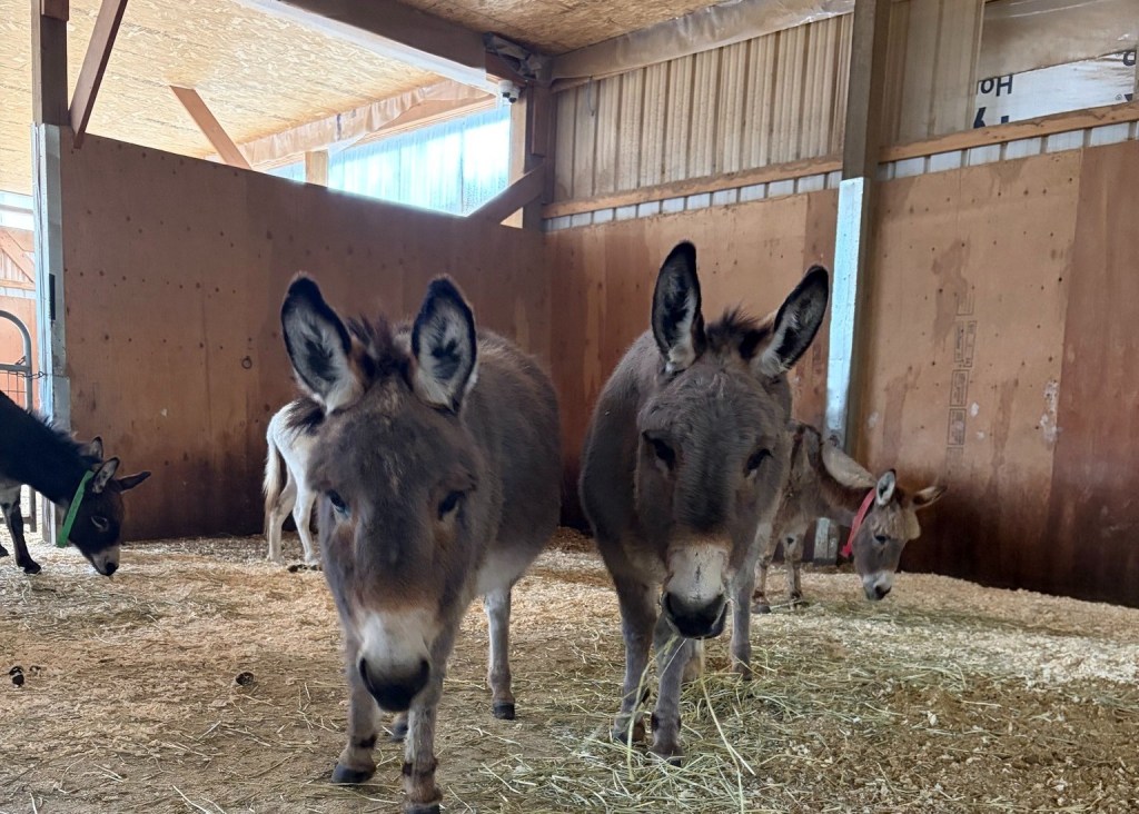 iN PHOTOS: Rescued senior donkeys in Shuswap need support as winter approaches | iNFOnews.ca