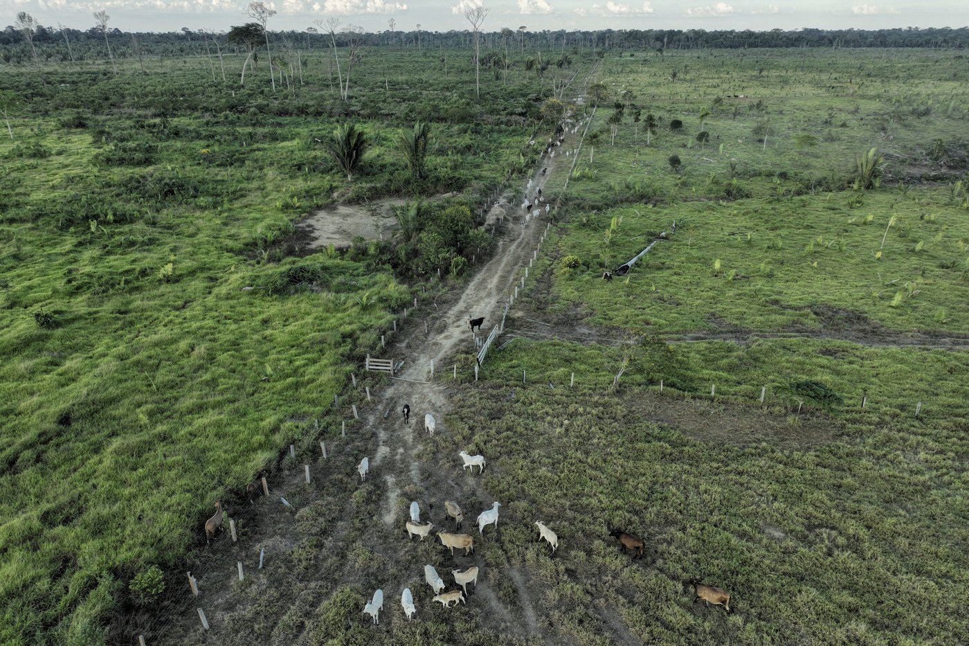 'Leo will follow Francis.' Amazon Catholics hope the new pope will protect the rain forest | iNFOnews.ca
