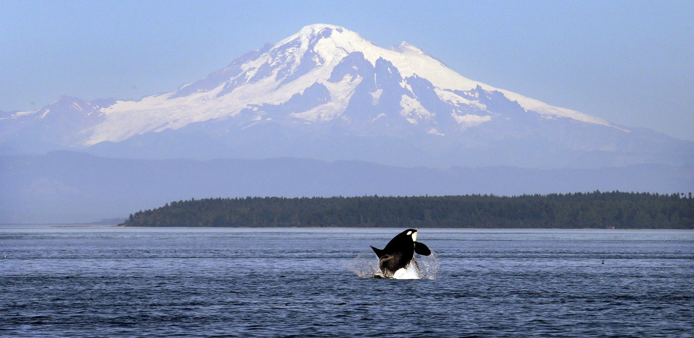 Lack of salmon may not be the problem after all for endangered orcas, report suggests | iNFOnews.ca