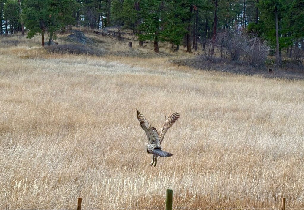 iN PHOTOS: Majestic great grey owls hunt in Okanagan, Kamloops | iNFOnews.ca