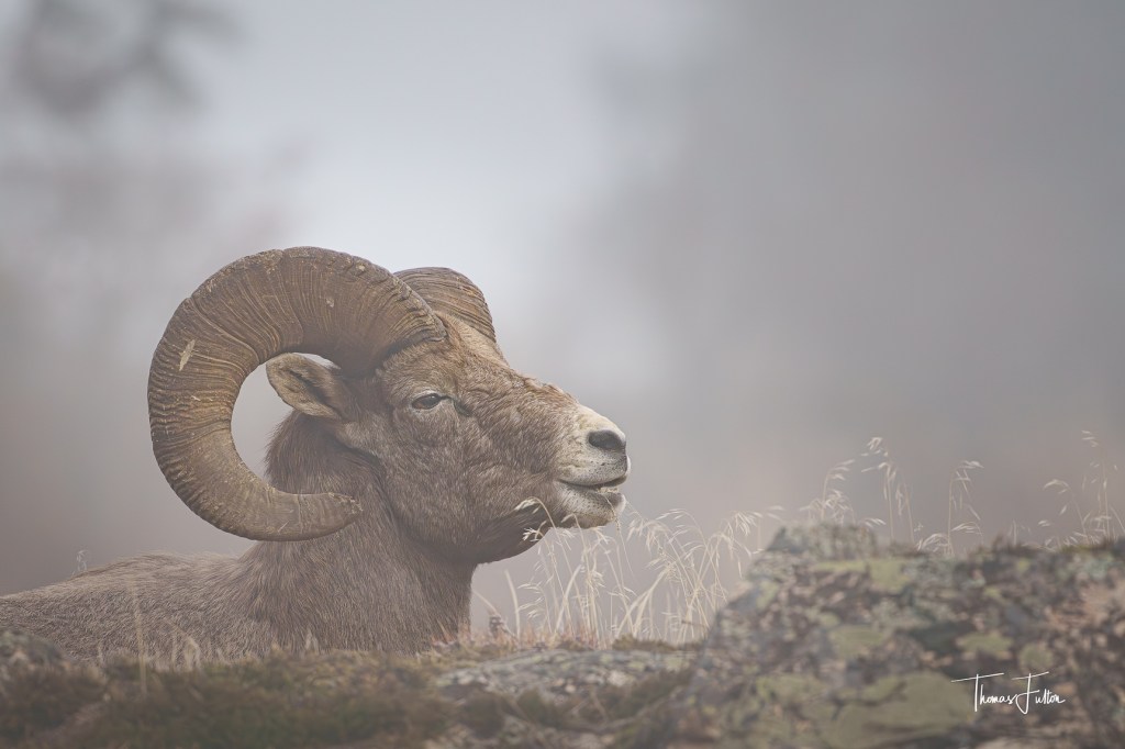 iN PHOTOS: Fog creates eerie moods in Kamloops, Okanagan | iNFOnews.ca