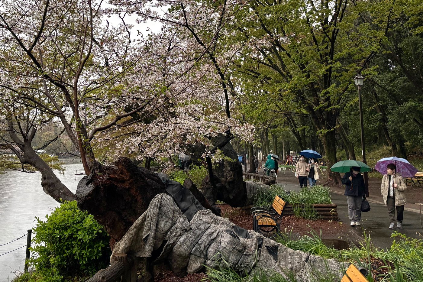 Collapse of Tokyo's aging cherry blossom trees during viewing season raises safety concerns | iNFOnews.ca