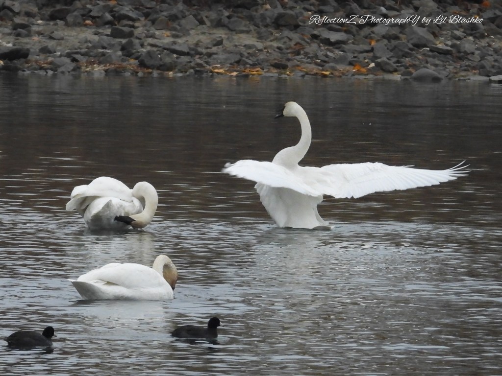 iN PHOTOS: More majestic trumpeter swans spending winters in Kamloops, Okanagan | iNFOnews.ca