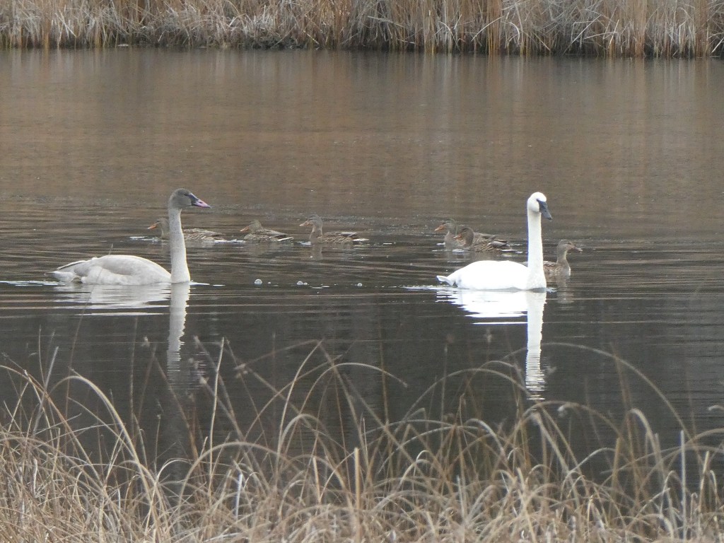iN PHOTOS: More majestic trumpeter swans spending winters in Kamloops, Okanagan | iNFOnews.ca