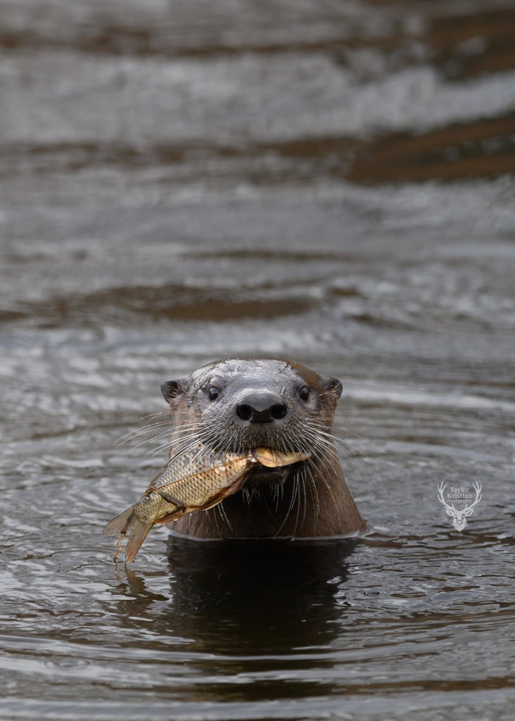 iN PHOTOS: Otters give Kamloops photographer an entertaining show | iNFOnews.ca iN PHOTOS: Otters give Kamloops photographer an entertaining show | iNFOnews.ca