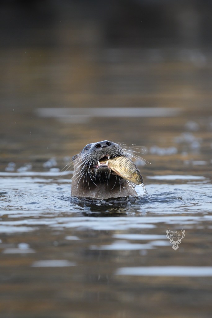 iN PHOTOS: Otters give Kamloops photographer an entertaining show | iNFOnews.ca iN PHOTOS: Otters give Kamloops photographer an entertaining show | iNFOnews.ca