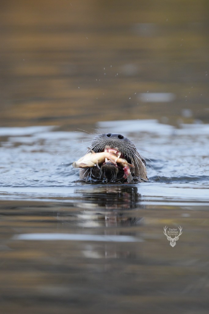 iN PHOTOS: Otters give Kamloops photographer an entertaining show | iNFOnews.ca iN PHOTOS: Otters give Kamloops photographer an entertaining show | iNFOnews.ca