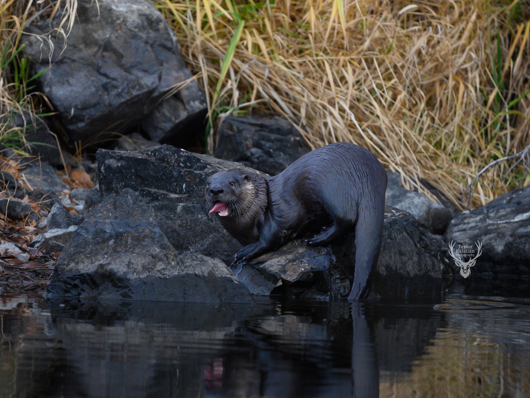 A dark coloured, wet river otter standing on a rock has its tongue out.