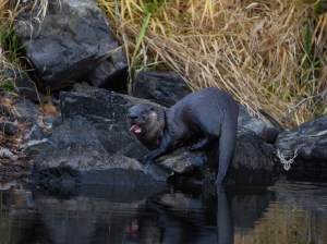 A dark coloured, wet river otter standing on a rock has its tongue out.
