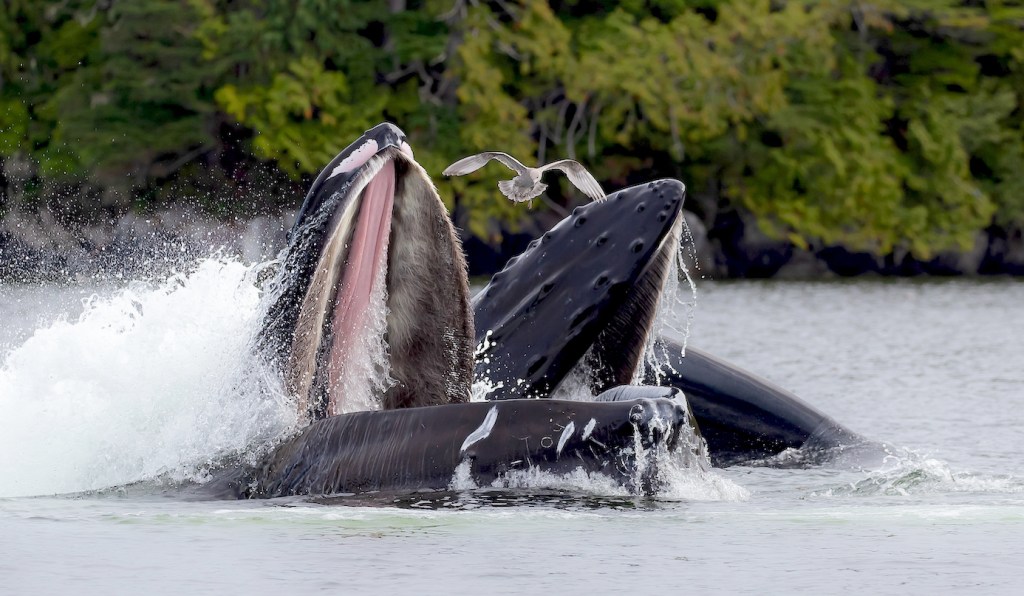 iN VIDEO: Social smarts help BC humpbacks adapt as oceans change | iNFOnews.ca