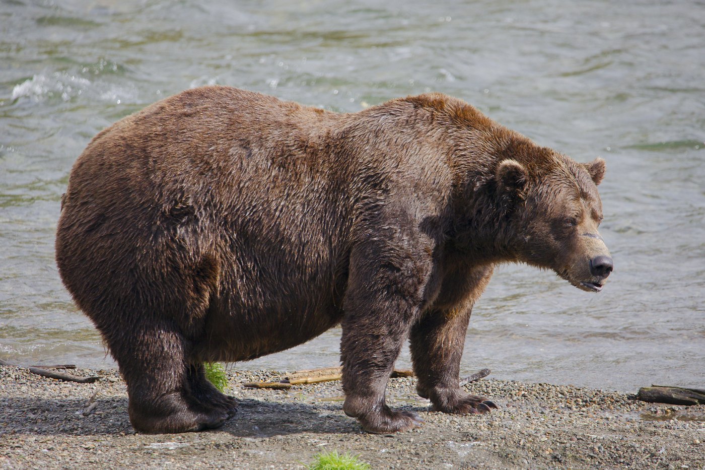 Online voting in Alaska's Fat Bear Week contest starts after an attack killed 1 contestant | iNFOnews.ca