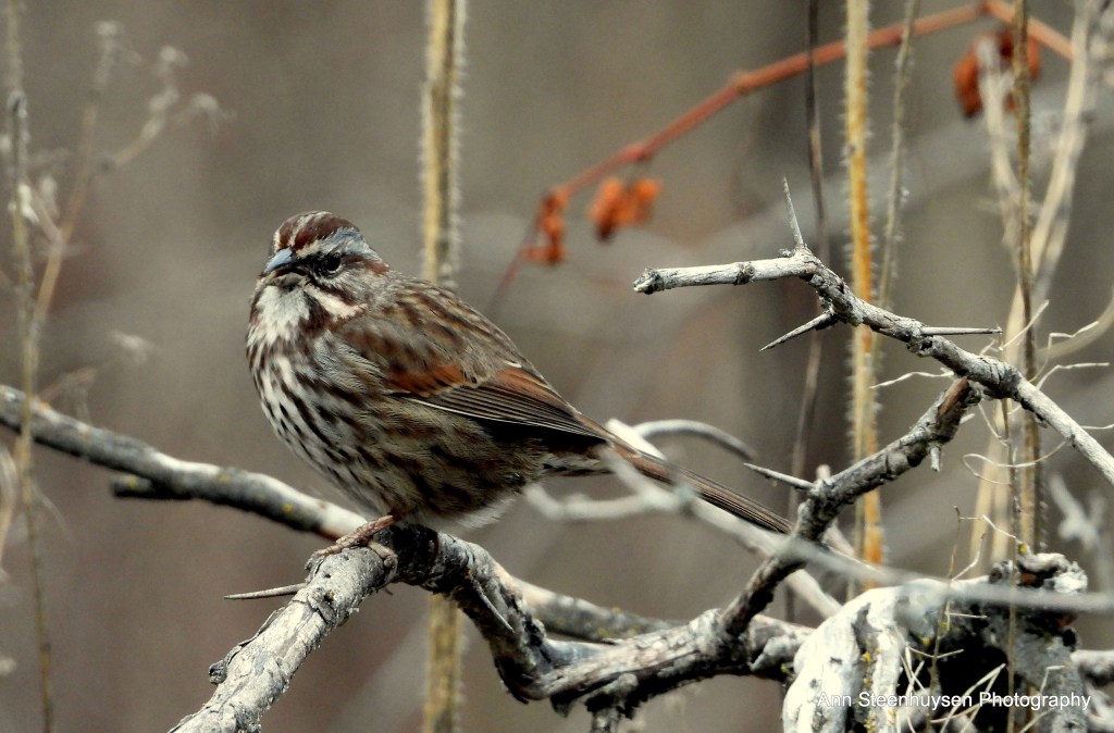 iN PHOTOS: Songbirds to spot on winter walks in Kamloops, Okanagan | iNFOnews.ca