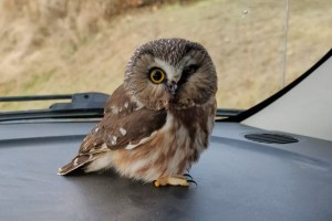 A tiny owl sits on the dashboard of a car.