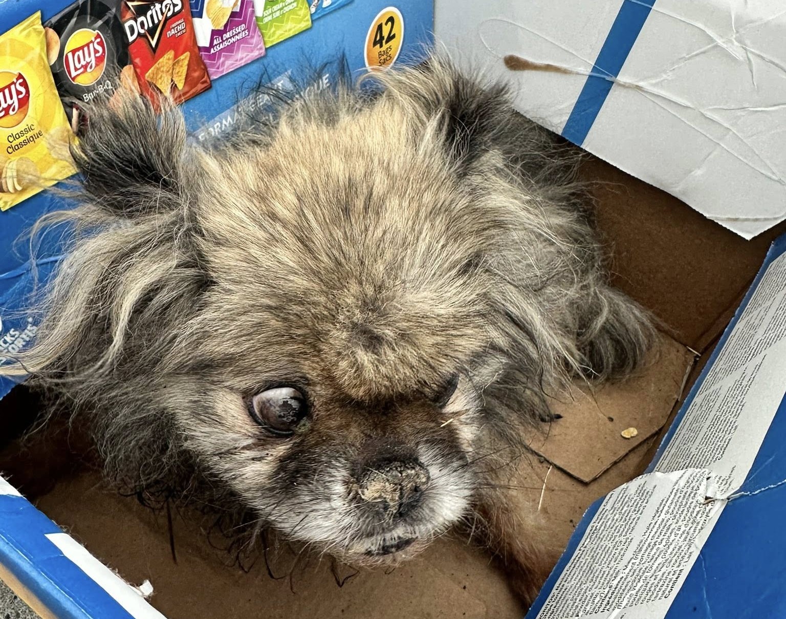 A little old dog with a crusty nose sits in a cardboard box.