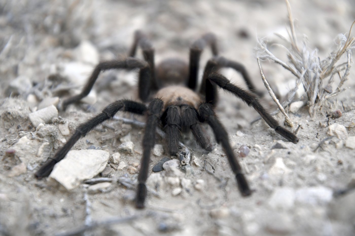 Spider lovers scurry to Colorado town in search of mating tarantulas and community | iNFOnews.ca Spider lovers scurry to Colorado town in search of mating tarantulas and community | iNFOnews.ca
